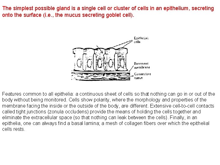 The simplest possible gland is a single cell or cluster of cells in an