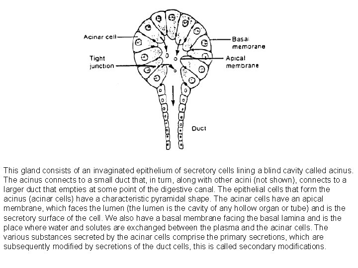 This gland consists of an invaginated epithelium of secretory cells lining a blind cavity