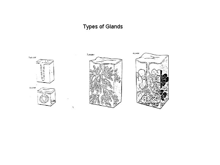 Types of Glands 