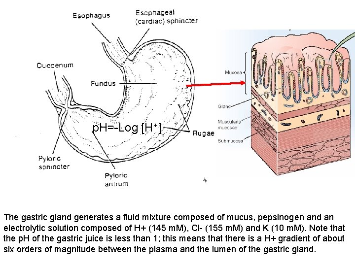 p. H= Log [H+] The gastric gland generates a fluid mixture composed of mucus,