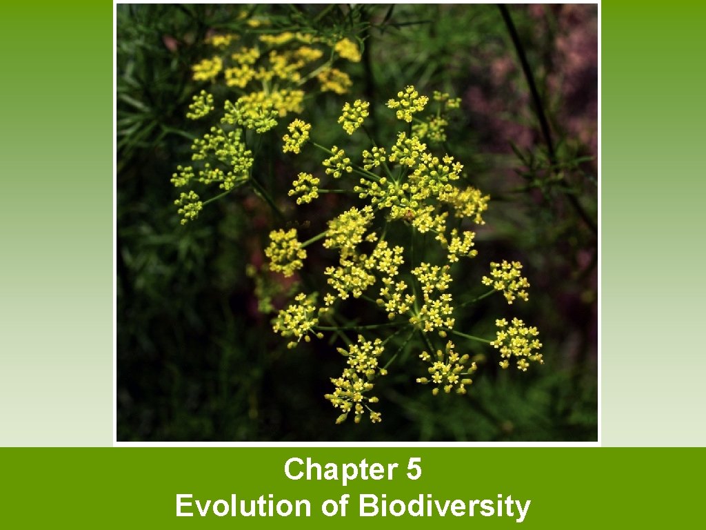 Chapter 5 Evolution of Biodiversity 