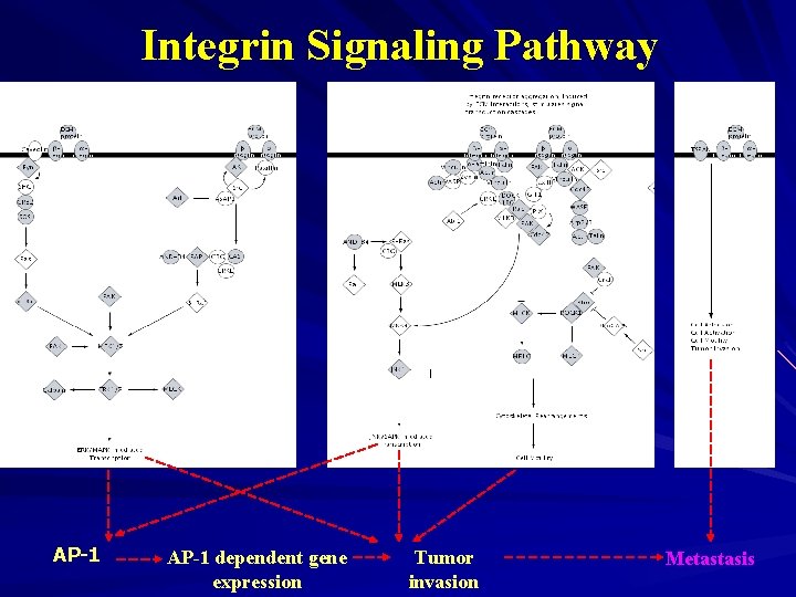 Integrin Signaling Pathway AP-1 dependent gene expression Tumor invasion Metastasis 