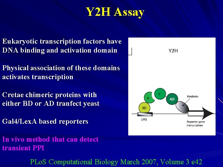 Y 2 H Assay Eukaryotic transcription factors have DNA binding and activation domain Physical