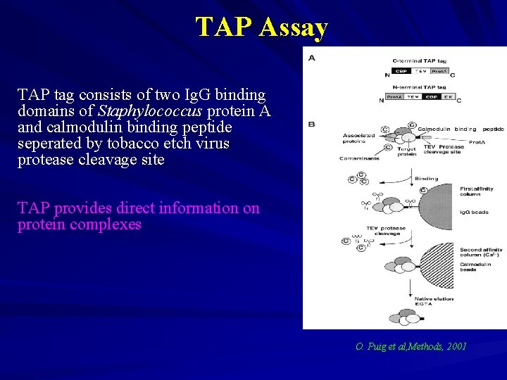 TAP Assay TAP tag consists of two Ig. G binding domains of Staphylococcus protein