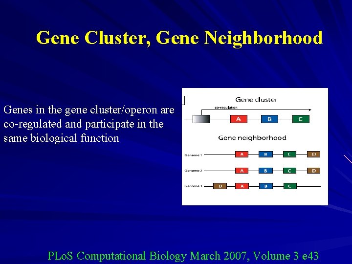 Gene Cluster, Gene Neighborhood Genes in the gene cluster/operon are co-regulated and participate in