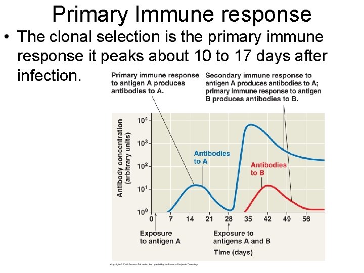 Primary Immune response • The clonal selection is the primary immune response it peaks