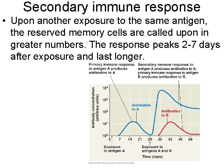 Secondary immune response • Upon another exposure to the same antigen, the reserved memory