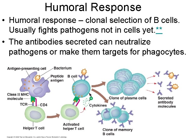 Humoral Response • Humoral response – clonal selection of B cells. Usually fights pathogens