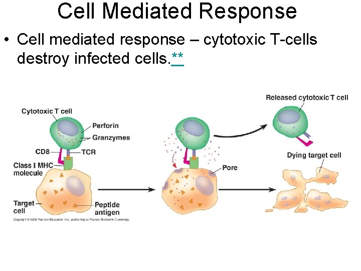 Cell Mediated Response • Cell mediated response – cytotoxic T-cells destroy infected cells. **