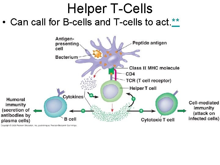 Helper T-Cells • Can call for B-cells and T-cells to act. ** 