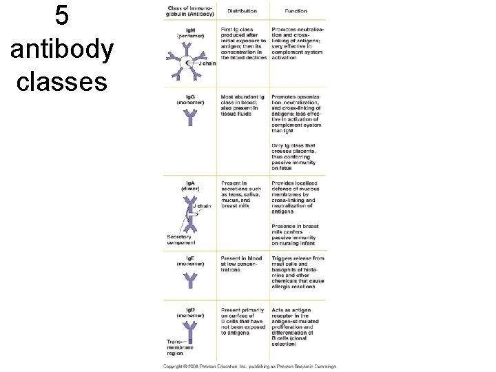 5 antibody classes 