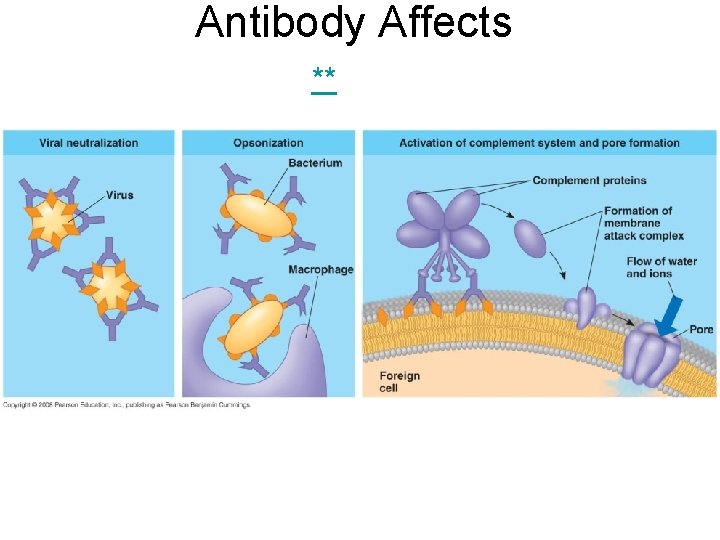 Antibody Affects ** 