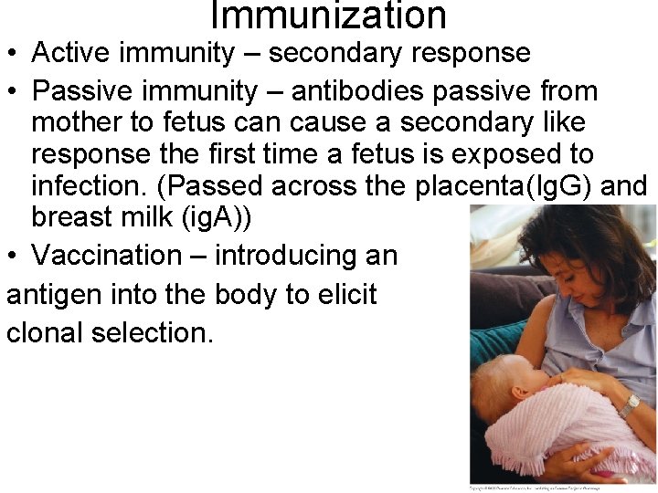 Immunization • Active immunity – secondary response • Passive immunity – antibodies passive from