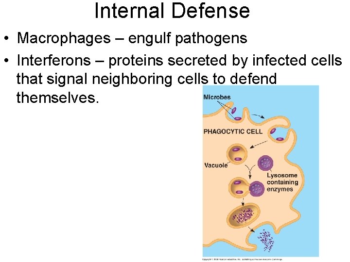 Internal Defense • Macrophages – engulf pathogens • Interferons – proteins secreted by infected