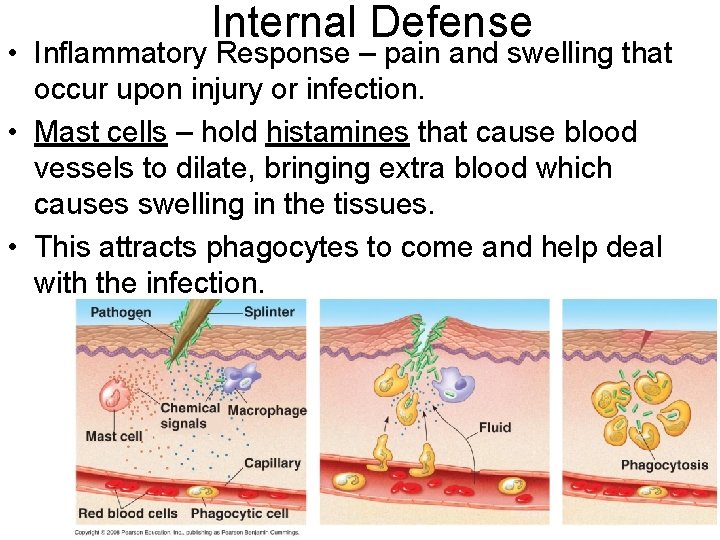 Internal Defense • Inflammatory Response – pain and swelling that occur upon injury or