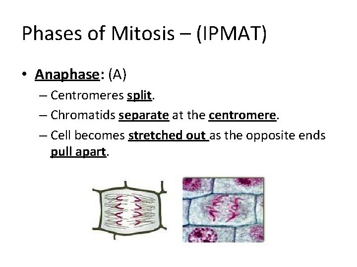 Phases of Mitosis – (IPMAT) • Anaphase: (A) – Centromeres split. – Chromatids separate