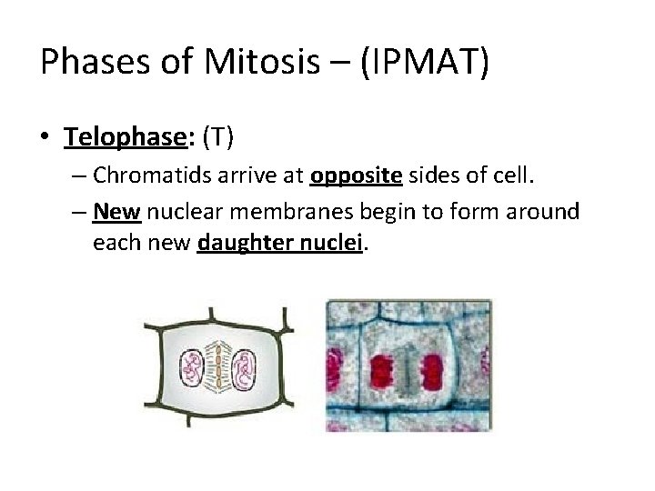 Phases of Mitosis – (IPMAT) • Telophase: (T) – Chromatids arrive at opposite sides