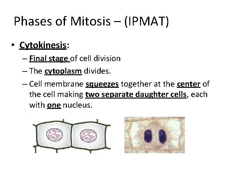 Phases of Mitosis – (IPMAT) • Cytokinesis: – Final stage of cell division –