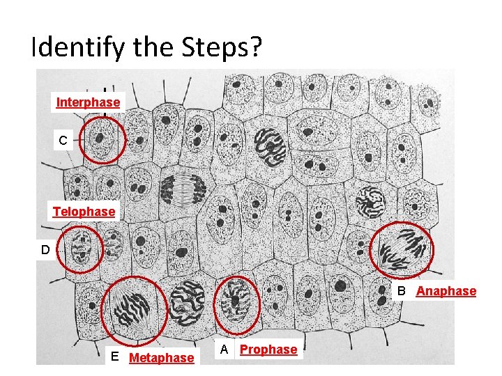 Identify the Steps? Interphase C Telophase D B Anaphase E Metaphase A Prophase 