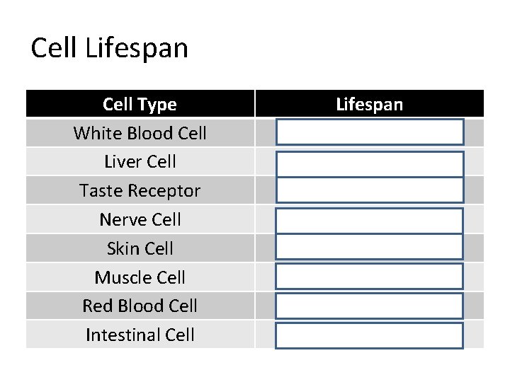 Cell Lifespan Cell Type White Blood Cell Liver Cell Taste Receptor Nerve Cell Skin