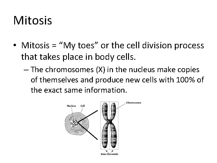 Mitosis • Mitosis = “My toes” or the cell division process that takes place