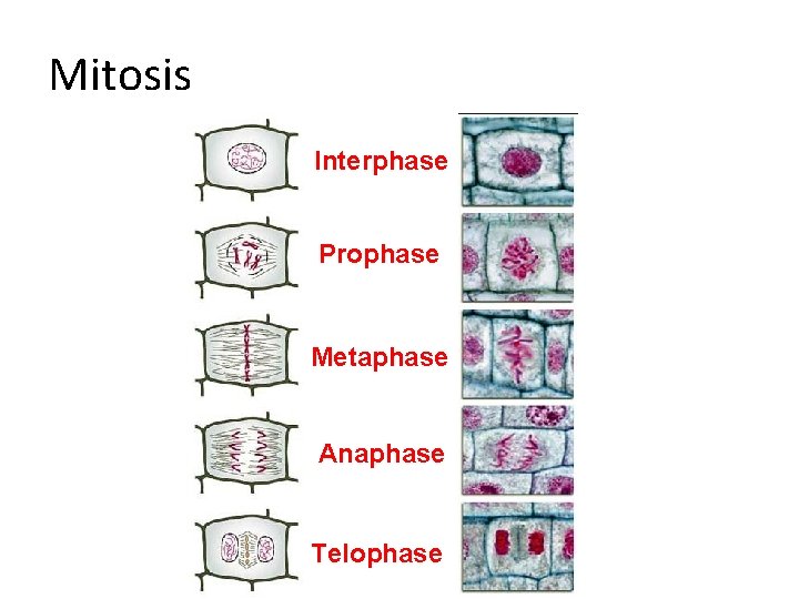 Mitosis Interphase Prophase Metaphase Anaphase Telophase 