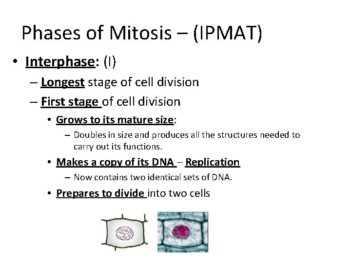 Phases of Mitosis – (IPMAT) • Interphase: (I) – Longest stage of cell division