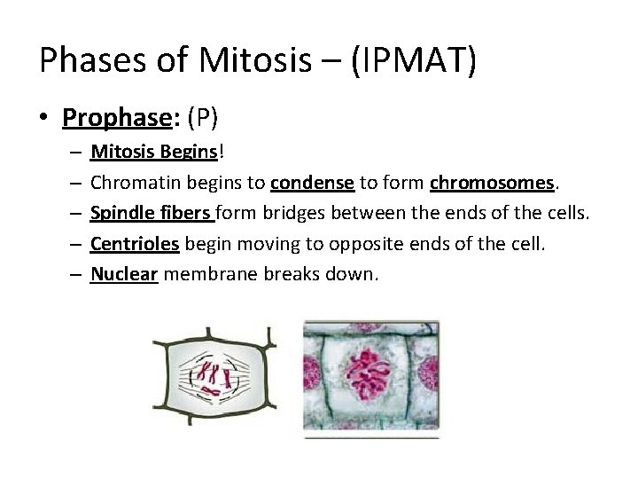 Phases of Mitosis – (IPMAT) • Prophase: (P) – – – Mitosis Begins! Chromatin