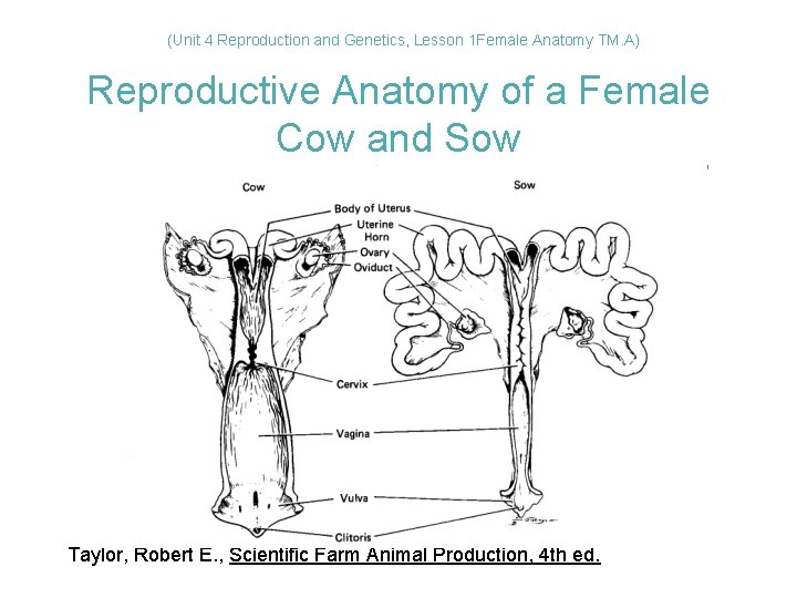 (Unit 4 Reproduction and Genetics, Lesson 1 Female Anatomy TM. A) Reproductive Anatomy of