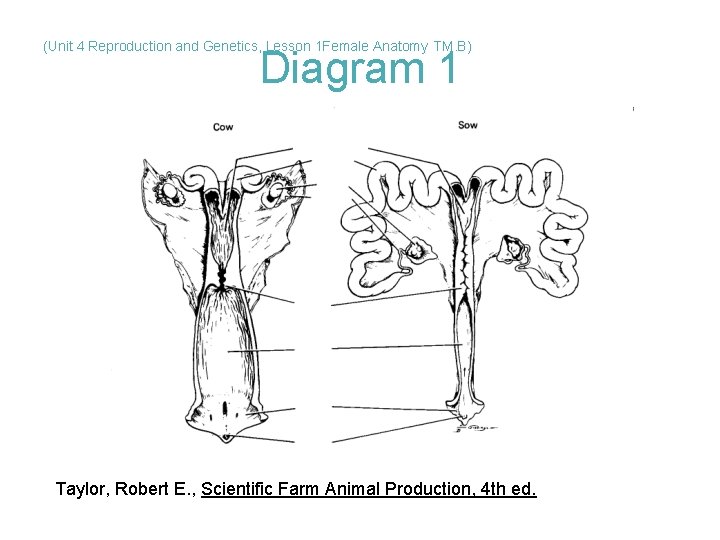 (Unit 4 Reproduction and Genetics, Lesson 1 Female Anatomy TM. B) Diagram 1 Taylor,