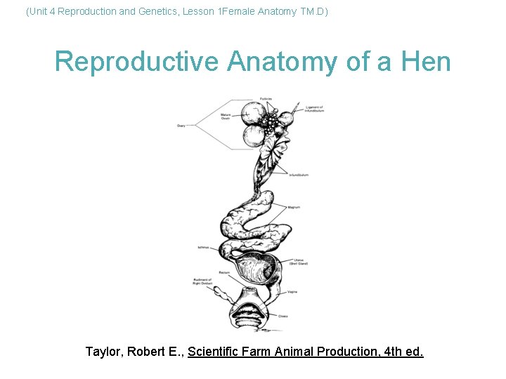 (Unit 4 Reproduction and Genetics, Lesson 1 Female Anatomy TM. D) Reproductive Anatomy of