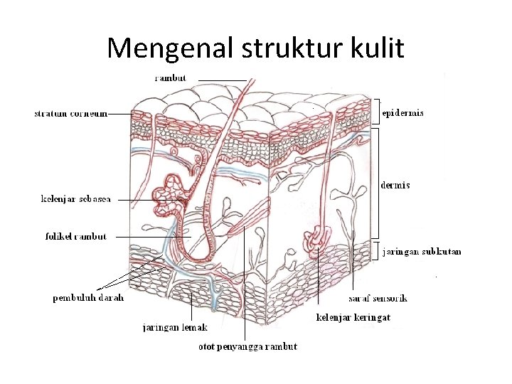 Mengenal struktur kulit 