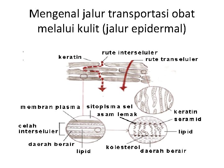 Mengenal jalur transportasi obat melalui kulit (jalur epidermal) 