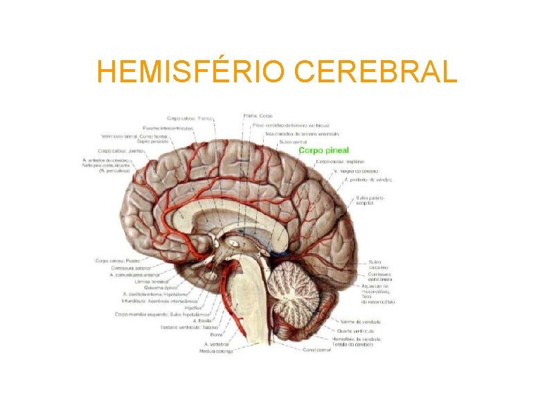 HEMISFÉRIO CEREBRAL 
