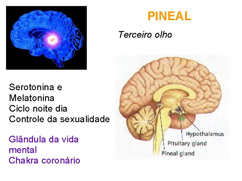 PINEAL Terceiro olho Serotonina e Melatonina Ciclo noite dia Controle da sexualidade Glândula da