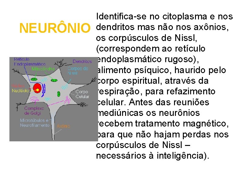 NEURÔNIO Identifica-se no citoplasma e nos dendritos mas não nos axônios, os corpúsculos de