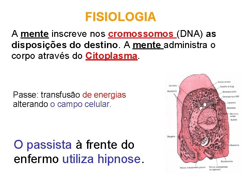 FISIOLOGIA A mente inscreve nos cromossomos (DNA) as disposições do destino. A mente administra