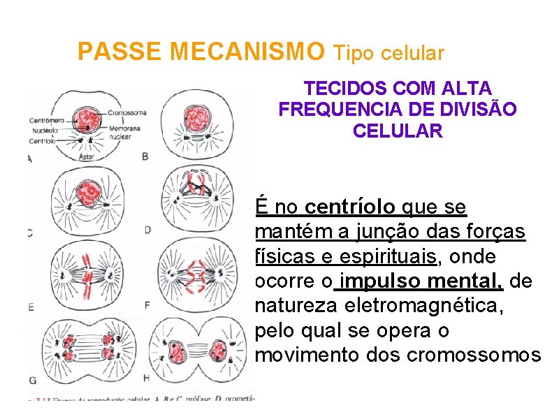PASSE MECANISMO Tipo celular TECIDOS COM ALTA FREQUENCIA DE DIVISÃO CELULAR É no centríolo