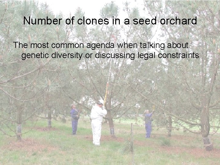 Number of clones in a seed orchard The most common agenda when talking about