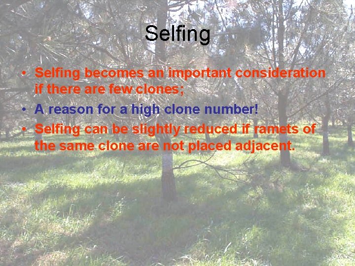 Selfing • Selfing becomes an important consideration if there are few clones; • A