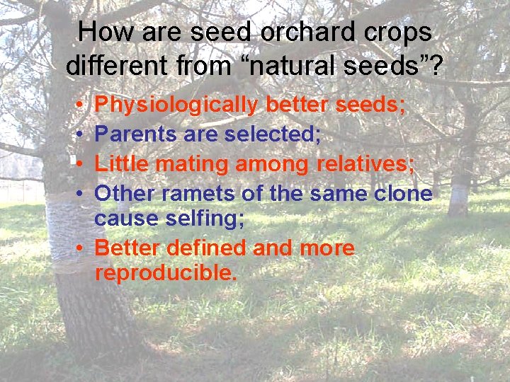 How are seed orchard crops different from “natural seeds”? • • Physiologically better seeds;