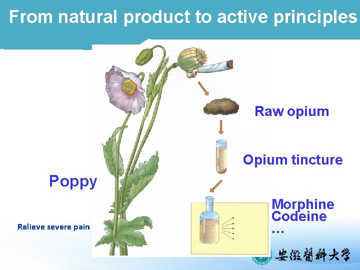 From natural product to active principles Raw opium Opium tincture Poppy Relieve severe pain