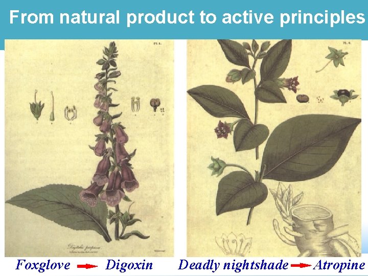 From natural product to active principles Foxglove Digoxin Deadly nightshade Atropine 