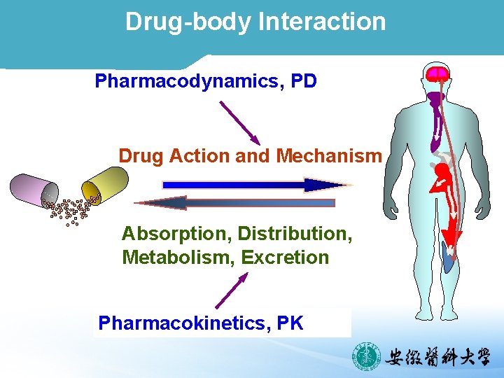 Drug-body Interaction Pharmacodynamics, PD Drug Action and Mechanism Absorption, Distribution, Metabolism, Excretion Pharmacokinetics, PK
