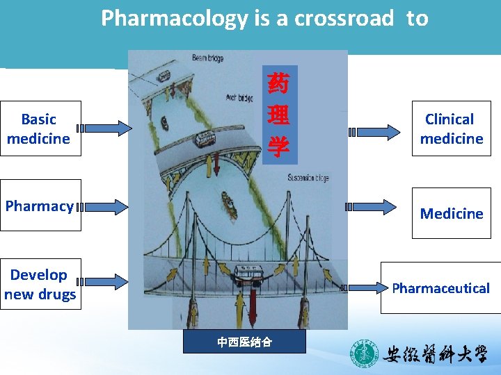 Pharmacology is a crossroad to 药 理 学 Basic medicine Pharmacy 药理学 Develop new