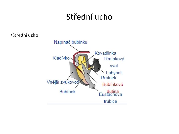 Střední ucho • Střední ucho 