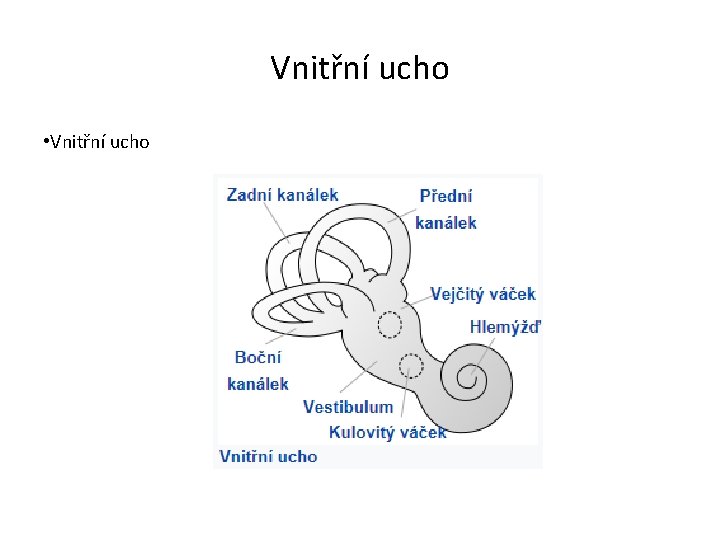 Vnitřní ucho • Vnitřní ucho 