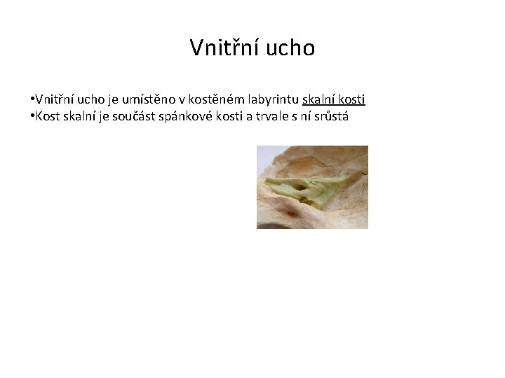 Vnitřní ucho • Vnitřní ucho je umístěno v kostěném labyrintu skalní kosti • Kost