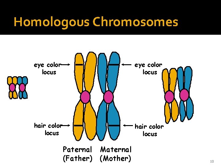 Homologous Chromosomes eye color locus hair color locus Paternal (Father) Maternal (Mother) 10 