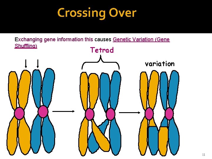 Crossing Over Exchanging gene information this causes Genetic Variation (Gene Shuffling) Tetrad variation 11
